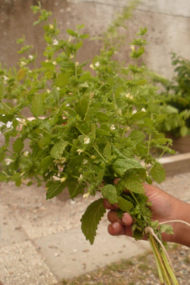 Bouquet de mélisse, récolté pour les tisanes