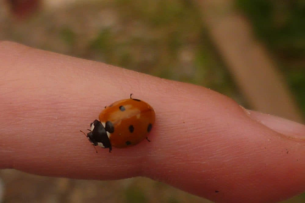 Coccinelle