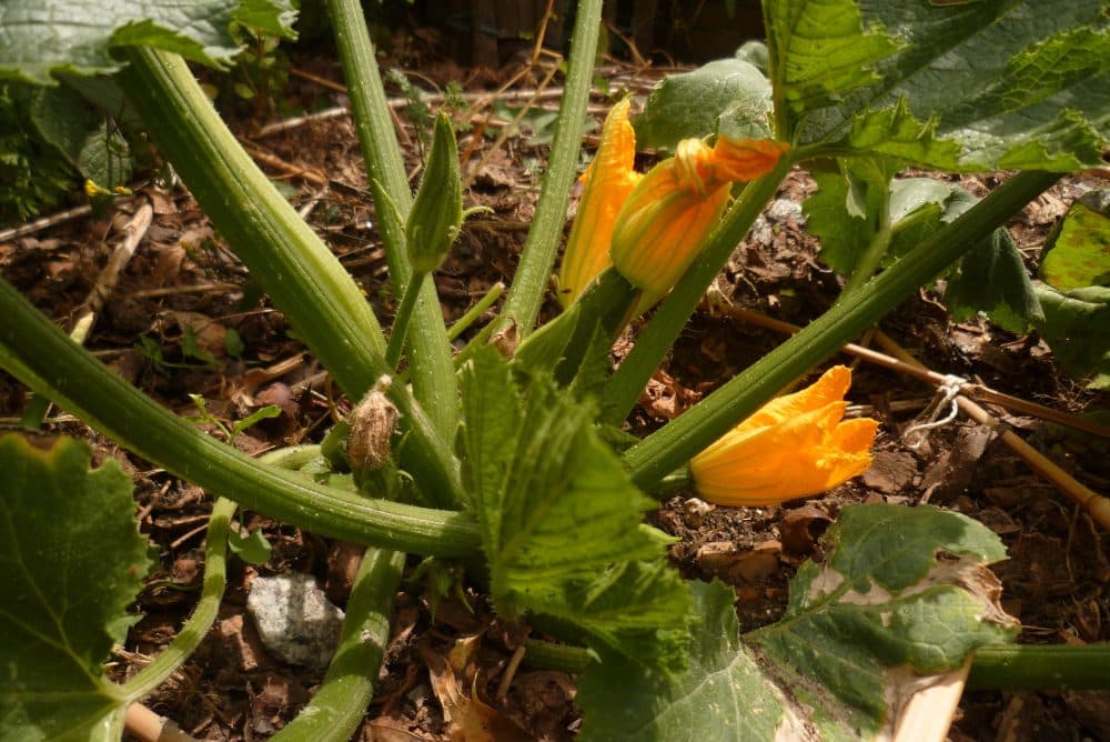 Courgette du potager