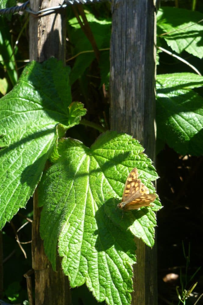 Papillon