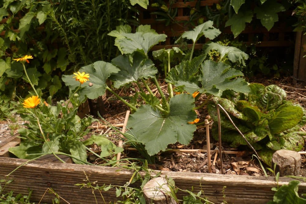Le potager