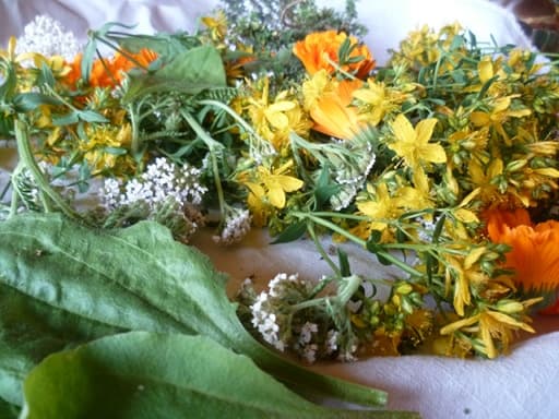 Les plantes fraîches du baume : souci, millepertuis, plantain, achillée