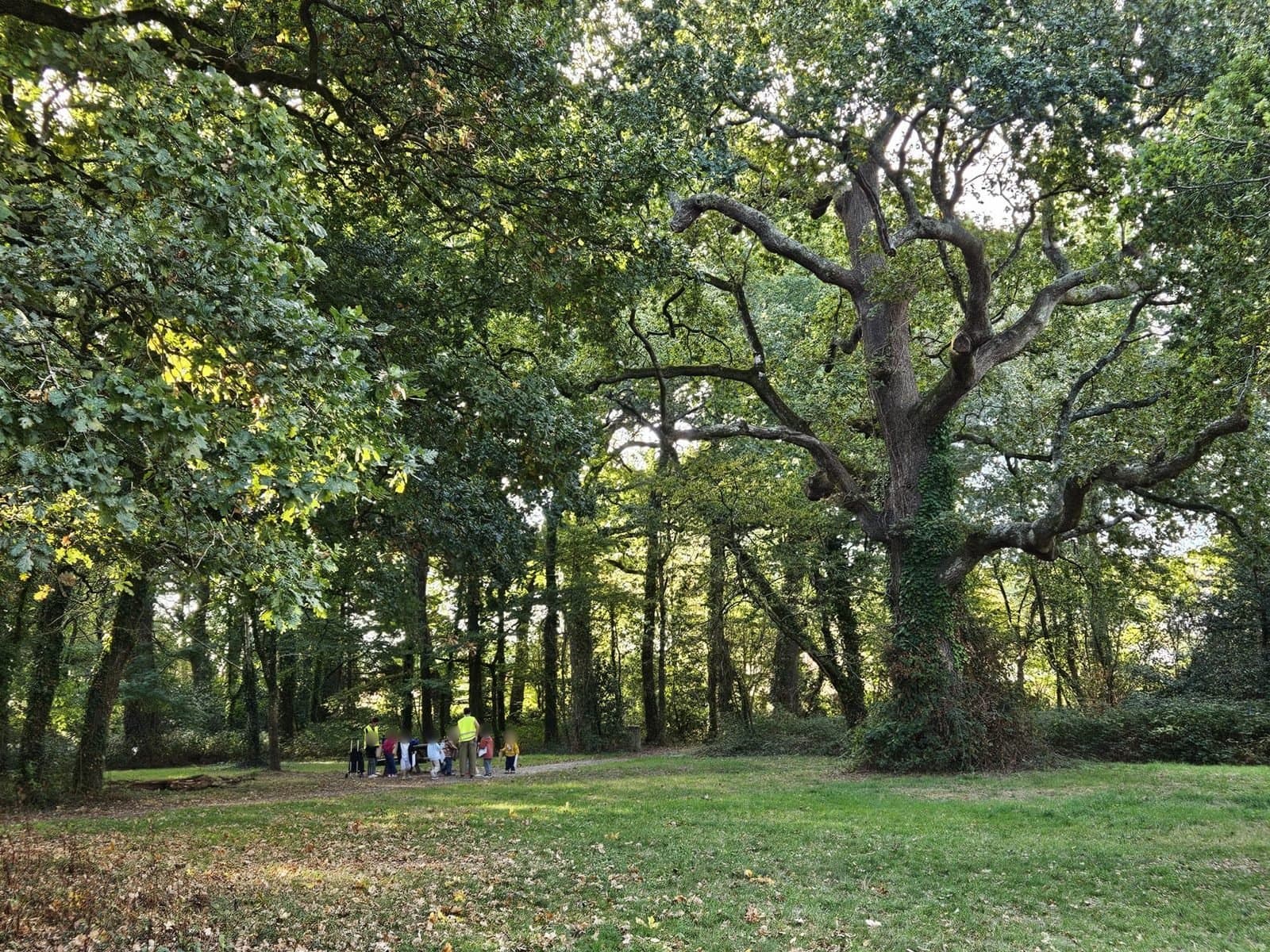 Un grand chêne au parc, le groupe en sortie au loin