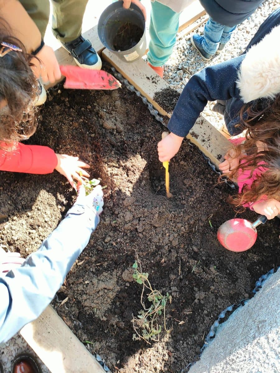 Plantation au potager de l'école
